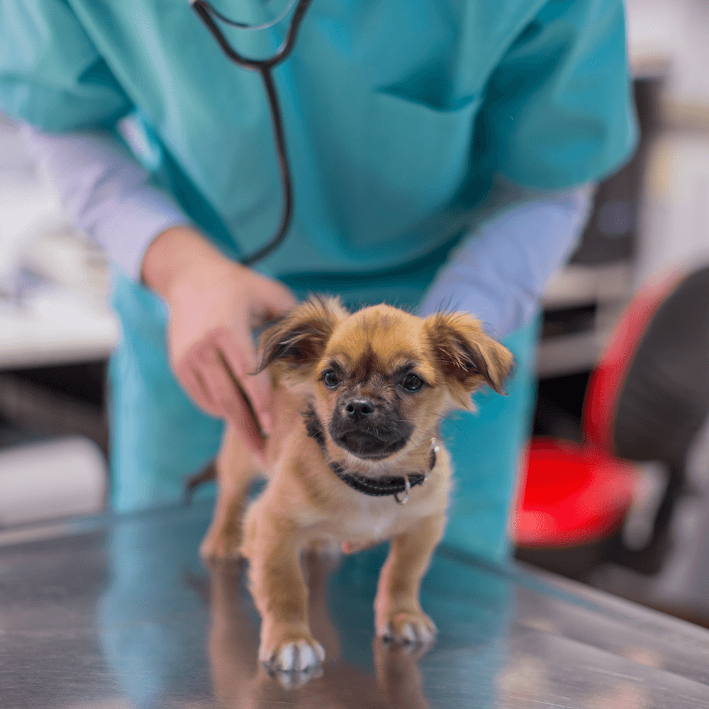 Male veterinary checking small puppy