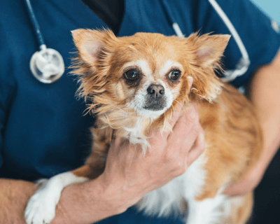 Pet dog with veterinarian