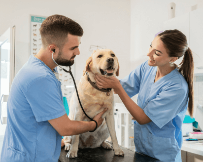 Two veterinarians examining dog