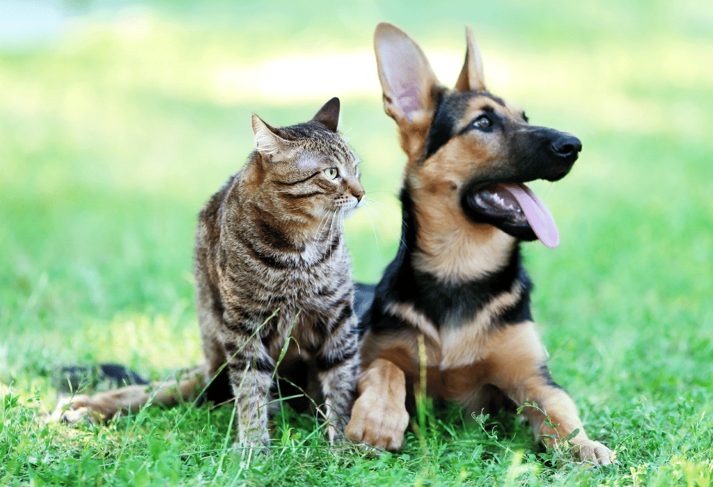 Dog and Cat on Green Grass